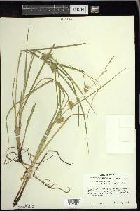 Carex tuckermanii image