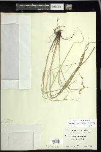 Carex echinodes image