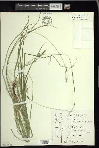 Carex swanii image