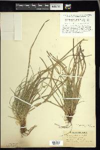 Carex tonsa image