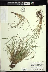 Carex tonsa image