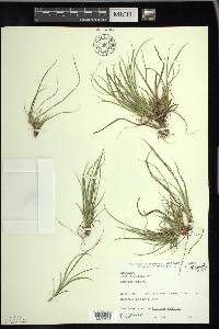 Carex tonsa image