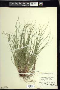 Carex tonsa image