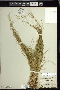 Carex trisperma image