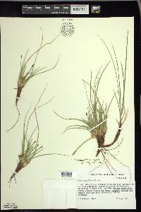 Carex tonsa image