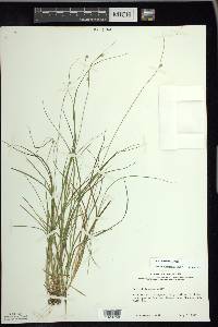 Carex trisperma image