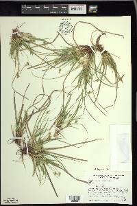 Carex tonsa image