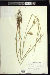 Carex tuckermanii image