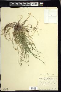 Carex tonsa image