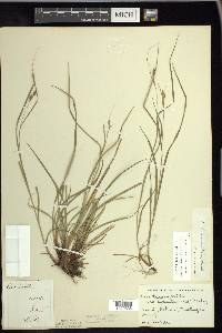 Carex swanii image