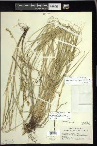 Carex echinodes image