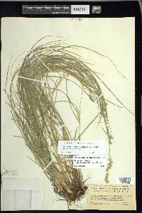 Carex echinodes image