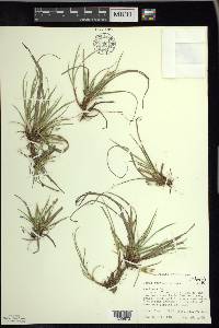 Carex tonsa image