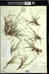 Carex tonsa image