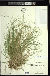 Carex trisperma image