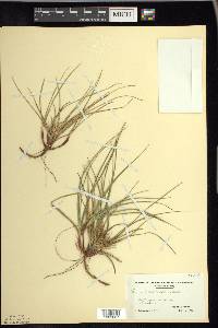 Carex tonsa image