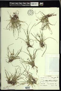 Carex umbellata image