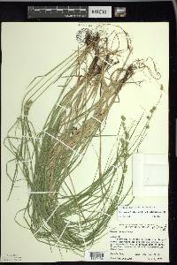 Carex echinodes image