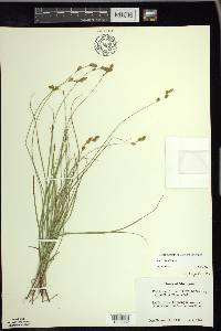 Carex tenera image