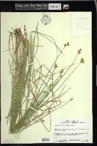 Carex suberecta image