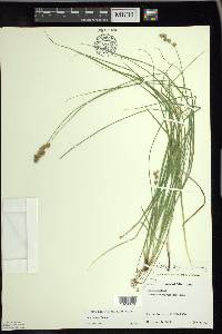 Carex tenera image