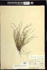 Carex tonsa image