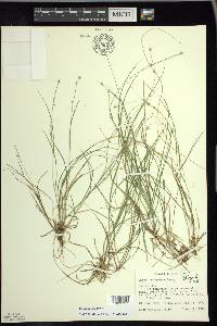 Carex trisperma image