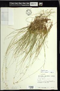 Carex trisperma image