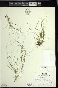 Carex trisperma image