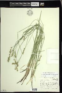 Carex echinodes image