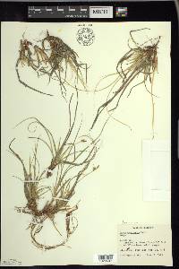 Carex tonsa image