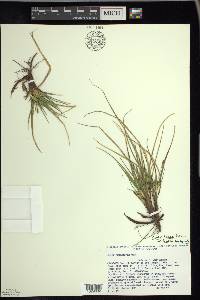 Carex tonsa var. tonsa image