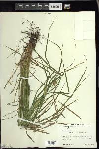 Carex tuckermanii image