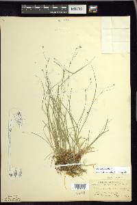 Carex trisperma image