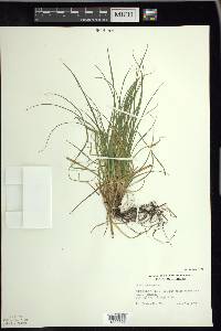 Carex tonsa image