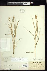 Carex projecta image