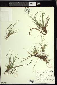 Carex umbellata image