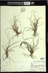 Carex umbellata image