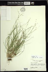 Carex trisperma image