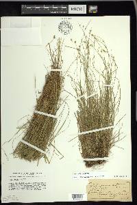 Carex trisperma image