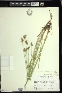 Carex suberecta image