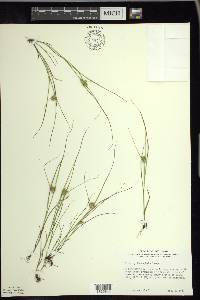 Carex sychnocephala image