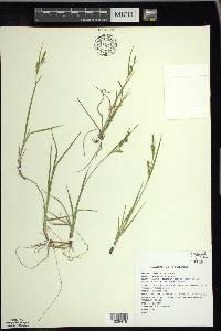 Carex tetanica image