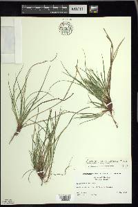 Carex tonsa image