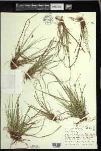 Carex umbellata image