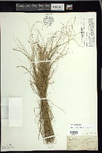 Carex trisperma image