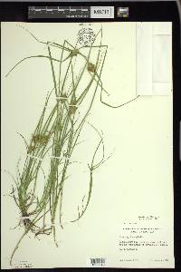 Carex sychnocephala image