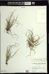 Carex tonsa image