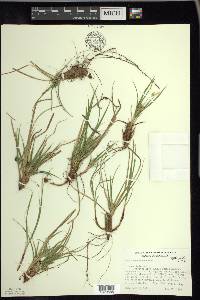Carex tonsa image