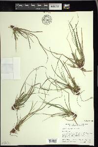 Carex tonsa image